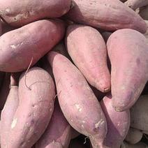 【西瓜红】河北红薯雄县红薯沙地红薯产地直发常年供货