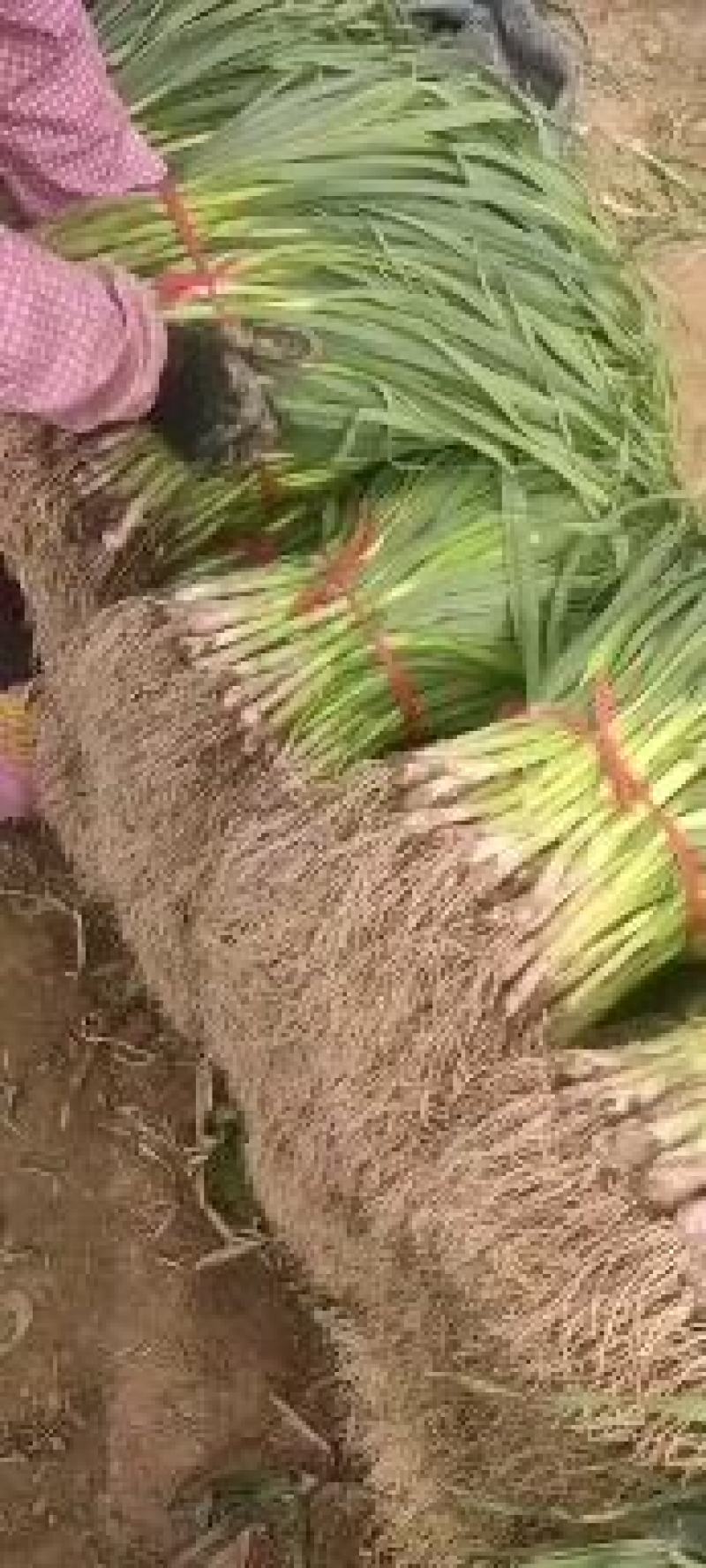 许昌蒜苗-红根蒜苗产地直发支持视频看货代发全国市场
