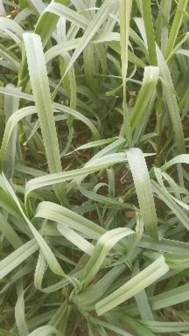 许昌蒜苗-红根蒜苗产地直发支持视频看货代发全国市场