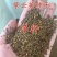 紫云英种子红花草种子养蜂蜜源高产绿肥牧草种子食用野菜种籽