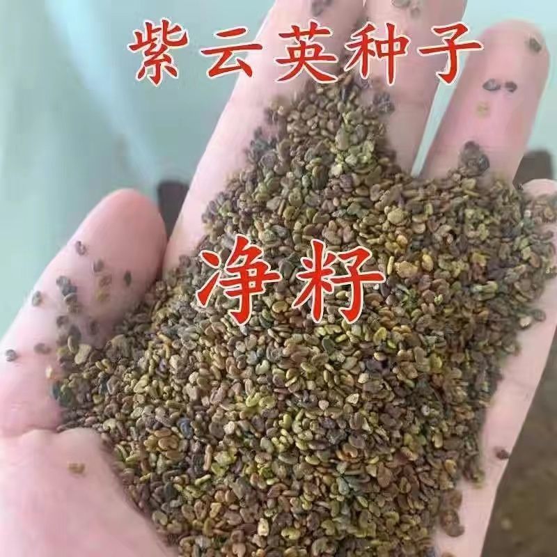 紫云英种子红花草种子养蜂蜜源高产绿肥牧草种子食用野菜种籽