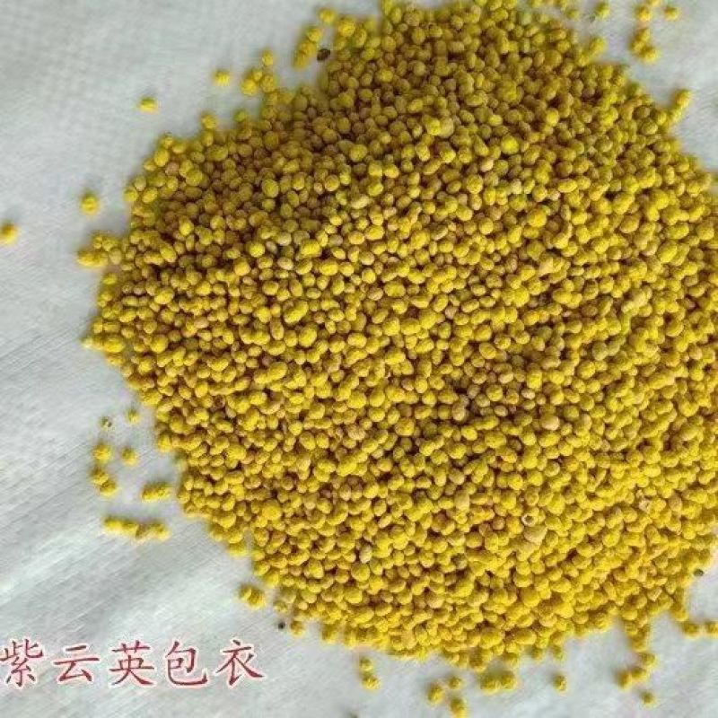 紫云英种子红花草种子养蜂蜜源高产绿肥牧草种子食用野菜种籽