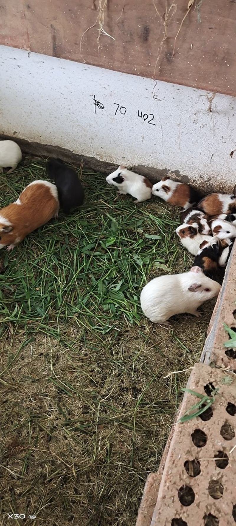 荷兰猪幼崽成年猪活体