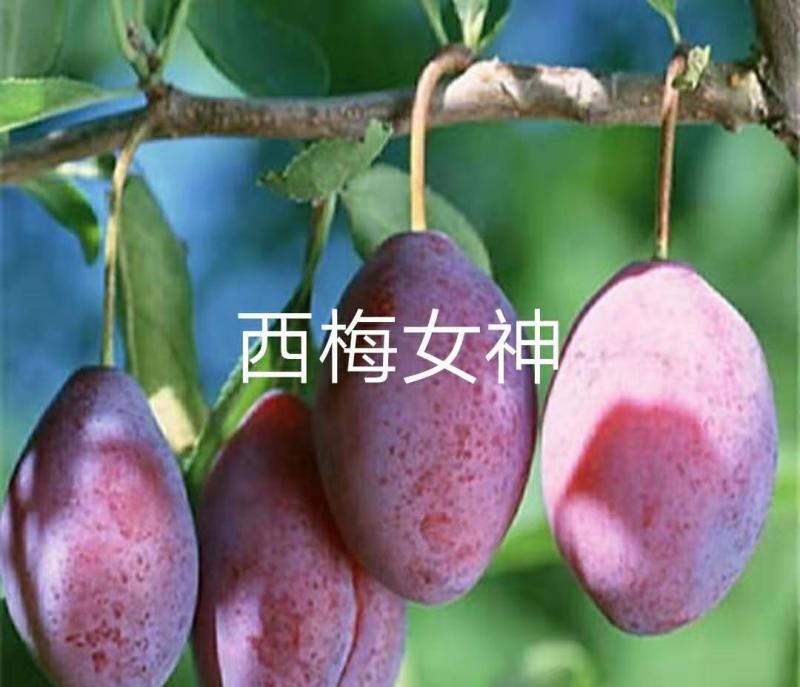 李子苗现起现发，保湿发货女神红李子绿皮脆李好吃