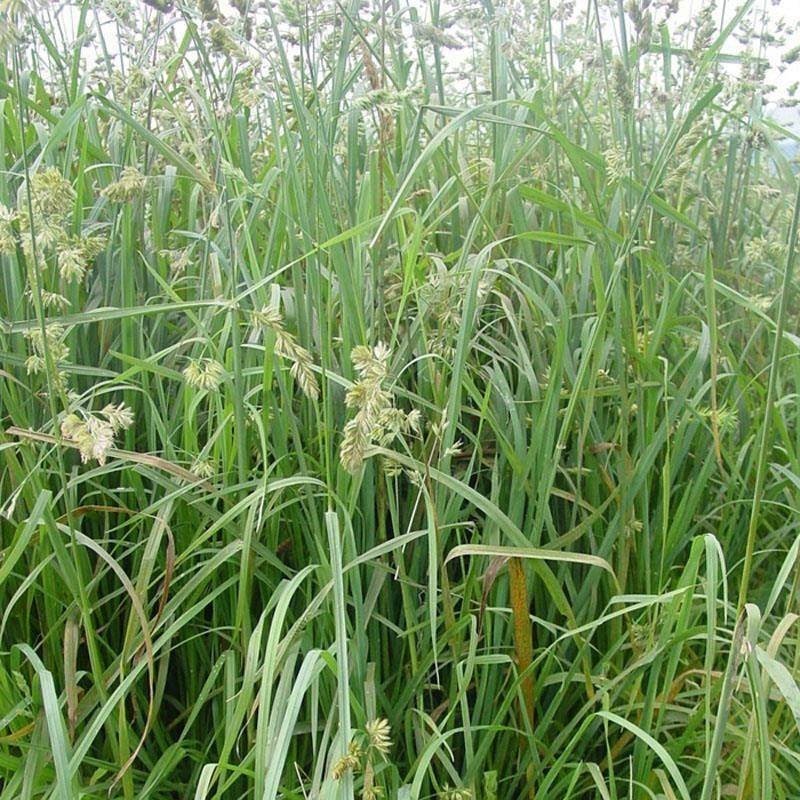 鸭茅种子耐阴耐热耐寒果园草种林间种草牛羊猪兔牧草种