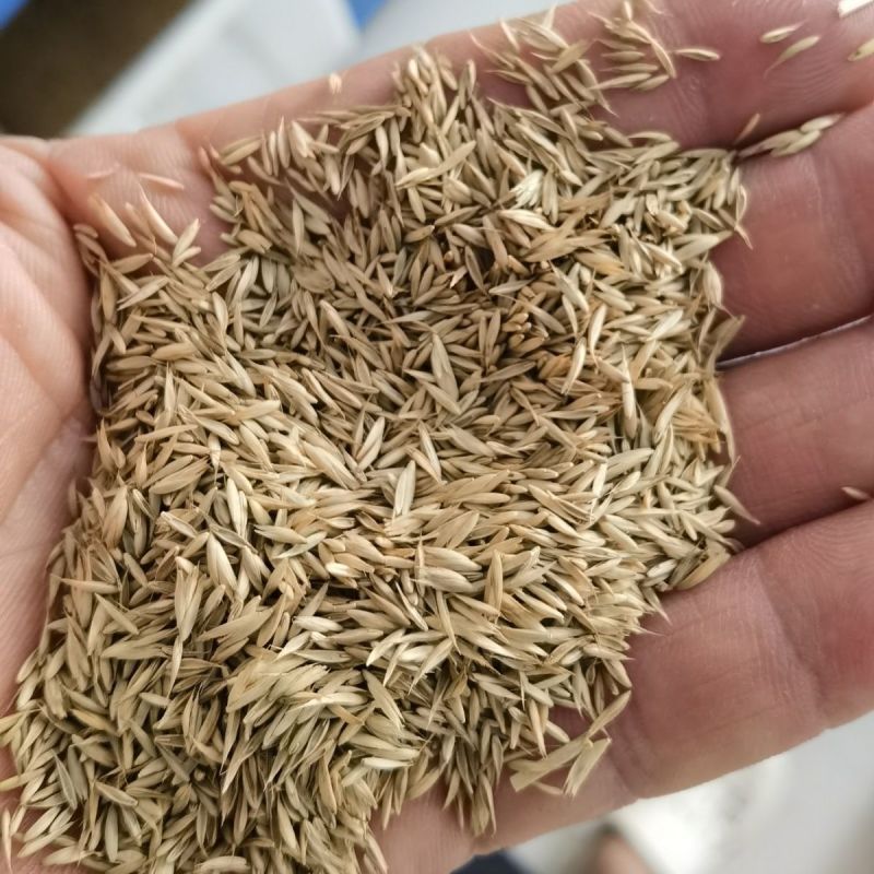 鸭茅种子耐阴耐热耐寒果园草种林间种草牛羊猪兔牧草种