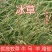 冰草种子高产牧草种籽野麦子优质牧草适口性好冰草种