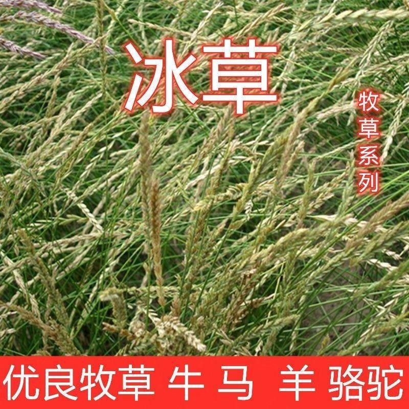 冰草种子高产牧草种籽野麦子优质牧草适口性好冰草种