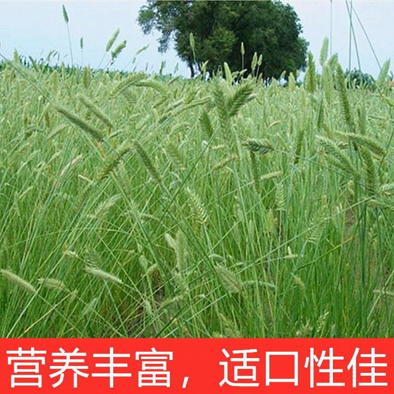 冰草种子高产牧草种籽野麦子优质牧草适口性好冰草种