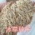 冰草种子高产牧草种籽野麦子优质牧草适口性好冰草种