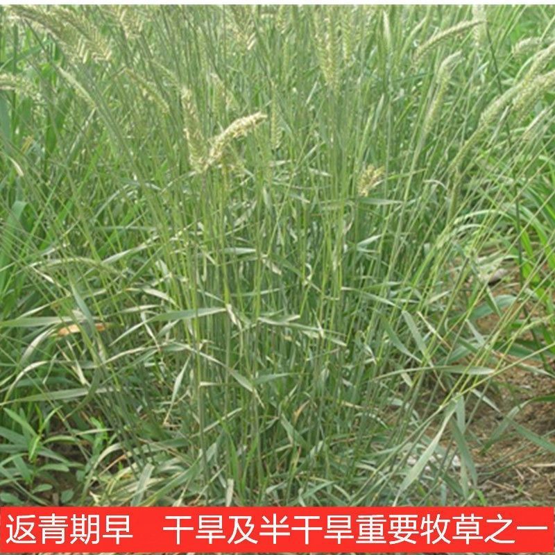 冰草种子高产牧草种籽野麦子优质牧草适口性好冰草种