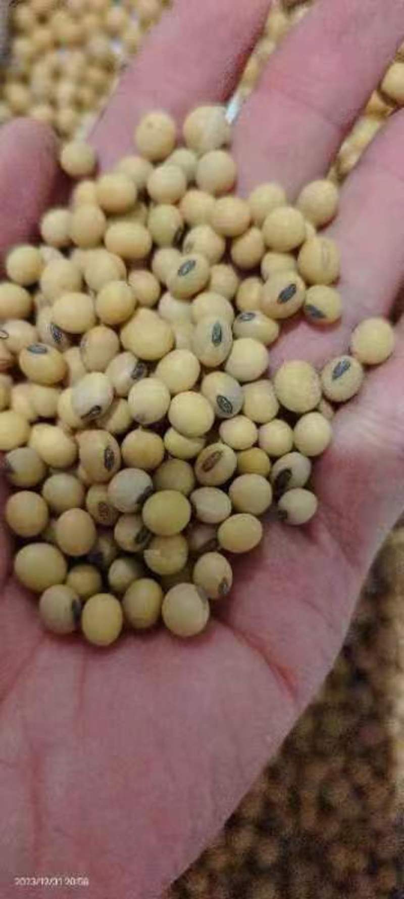 河北黄豆大量上市，高蛋白发芽率高可蘑豆浆。