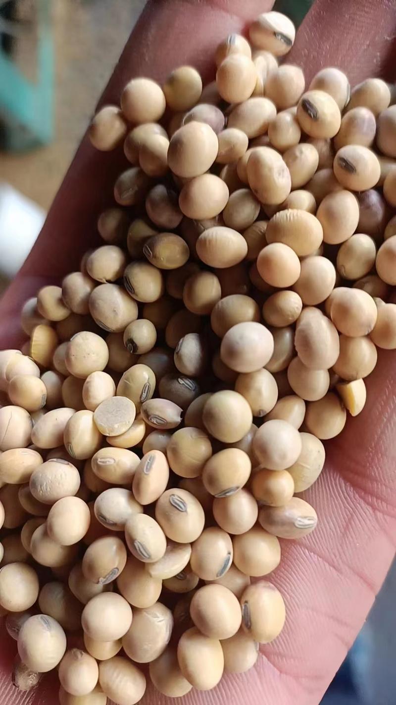 河北黄豆大量上市，高蛋白发芽率高可蘑豆浆。