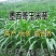 墨西哥玉米草种子高产型牧草种籽四季再生牛羊猪鸡鸭鹅鱼草种