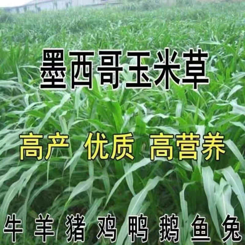 墨西哥玉米草种子高产型牧草种籽四季再生牛羊猪鸡鸭鹅鱼草种