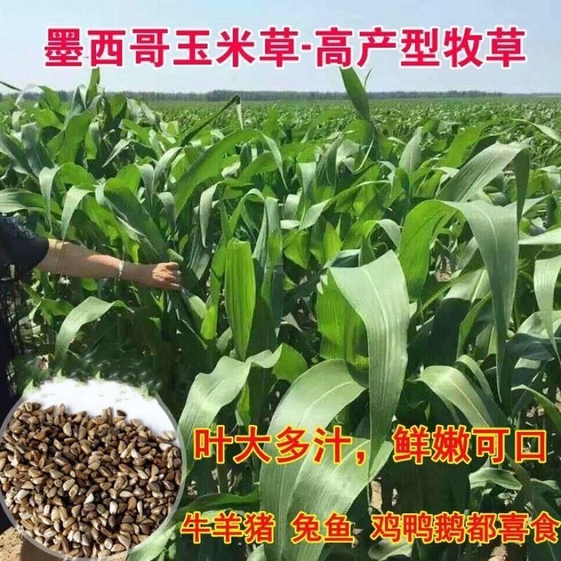 墨西哥玉米草种子高产型牧草种籽四季再生牛羊猪鸡鸭鹅鱼草种
