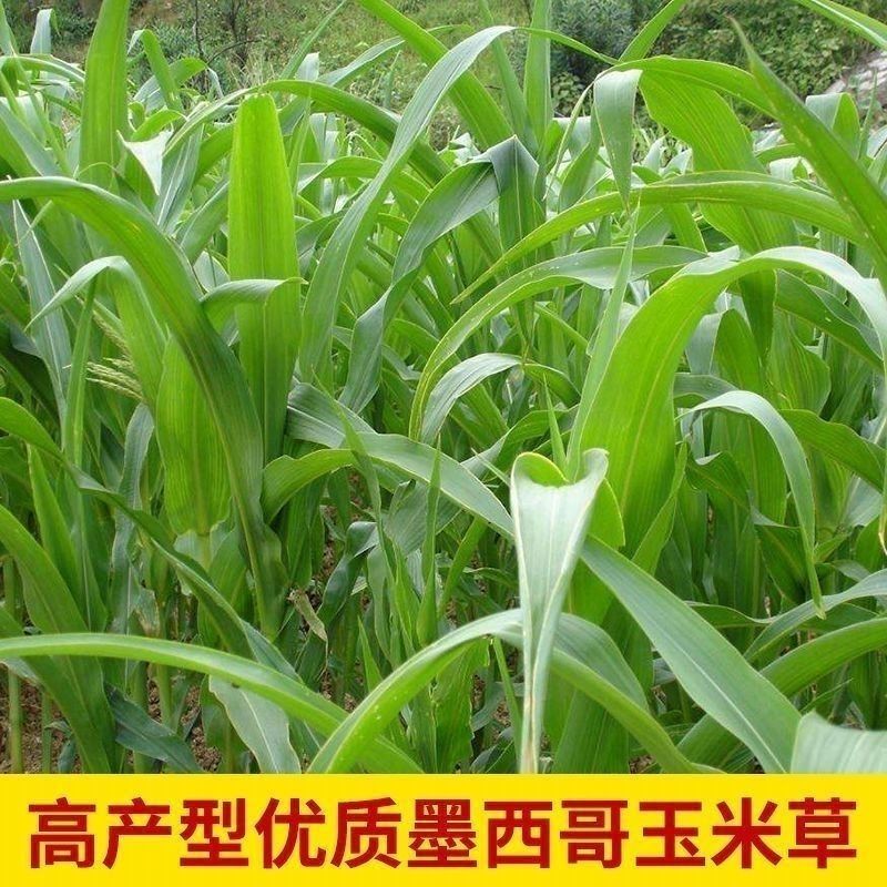 墨西哥玉米草种子高产型牧草种籽四季再生牛羊猪鸡鸭鹅鱼草种