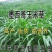 墨西哥玉米草种子高产型牧草种籽四季再生牛羊猪鸡鸭鹅鱼草种