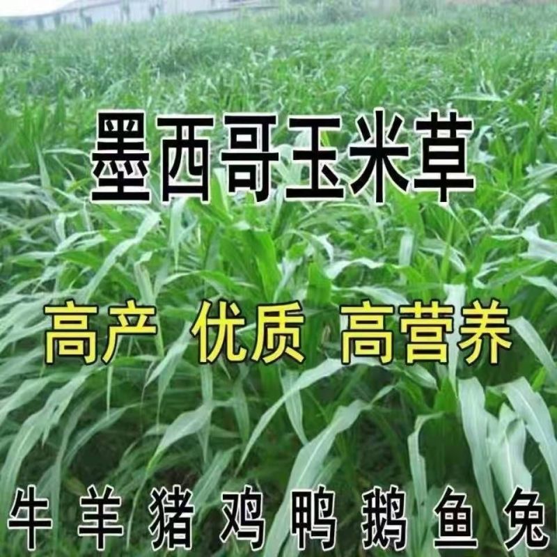 墨西哥玉米草种子高产型牧草种籽四季再生牛羊猪鸡鸭鹅鱼草种
