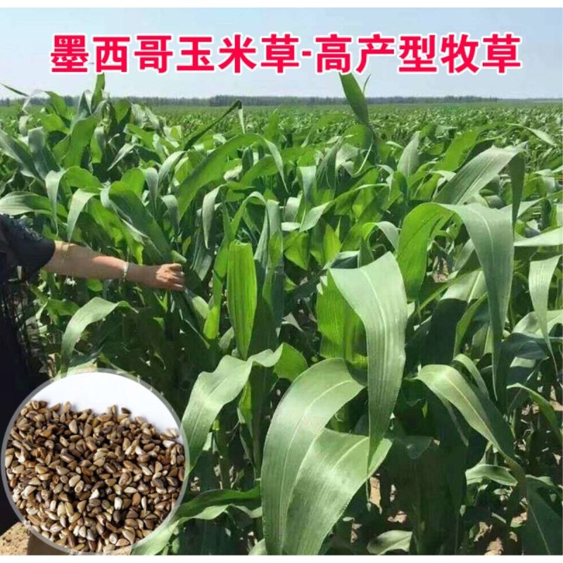 墨西哥玉米草种子高产型牧草种籽四季再生牛羊猪鸡鸭鹅鱼草种