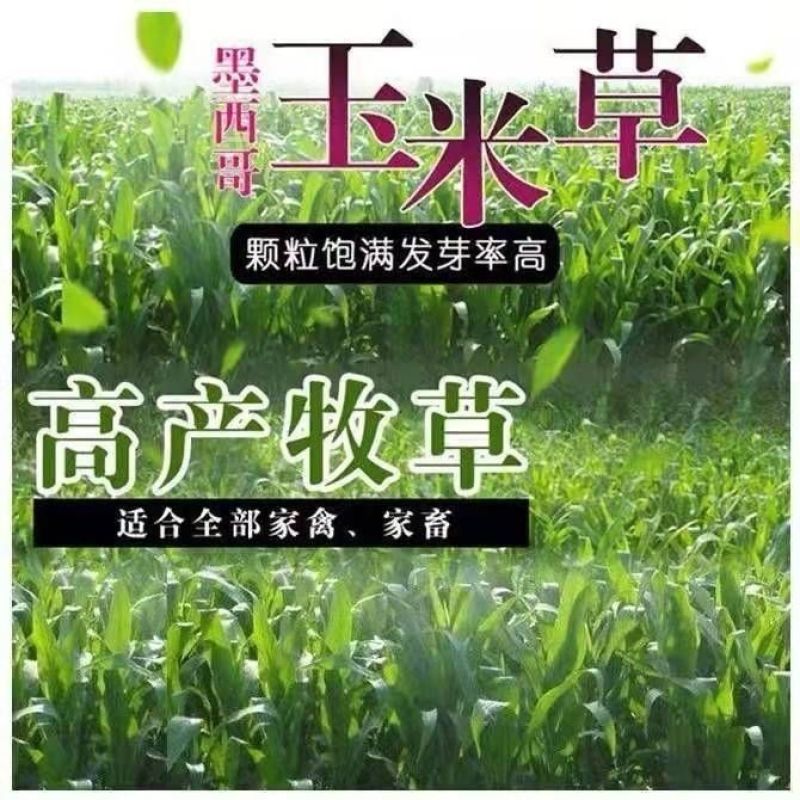 墨西哥玉米草种子高产型牧草种籽四季再生牛羊猪鸡鸭鹅鱼草种