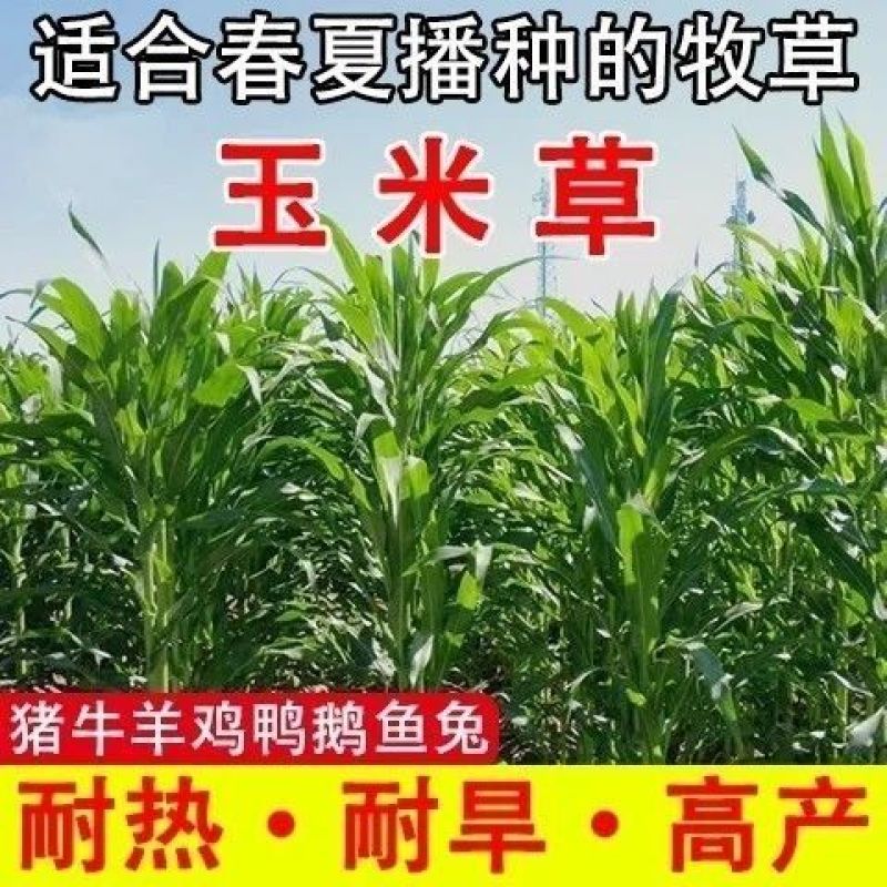 墨西哥玉米草种子高产型牧草种籽四季再生牛羊猪鸡鸭鹅鱼草种