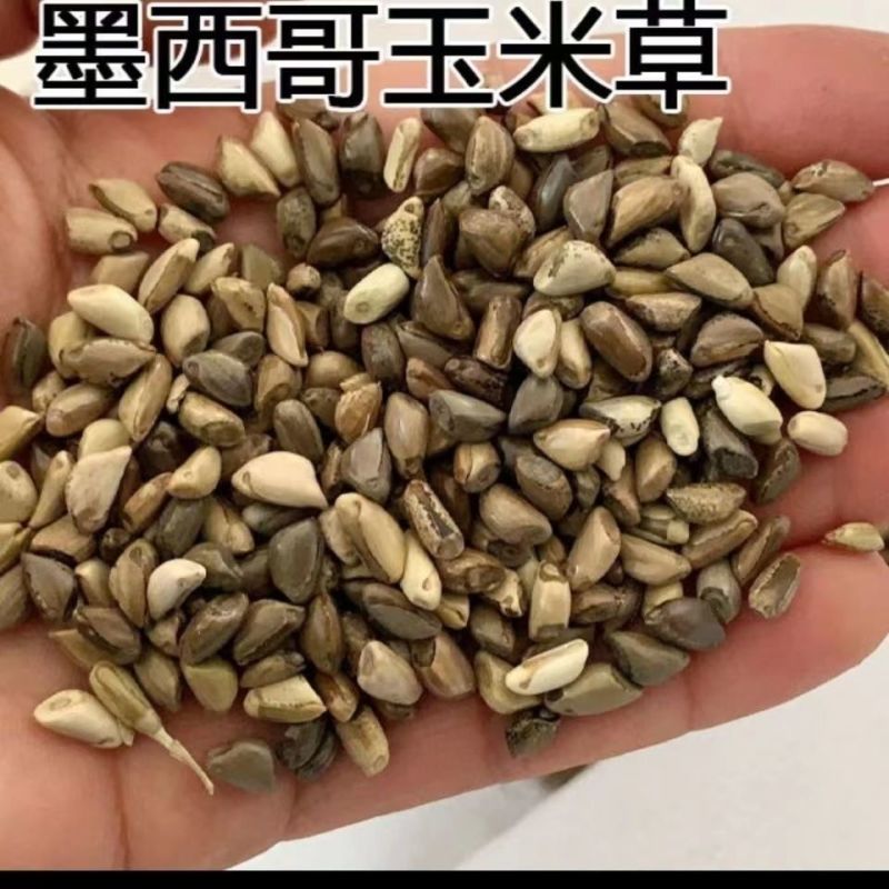 墨西哥玉米草种子高产型牧草种籽四季再生牛羊猪鸡鸭鹅鱼草种