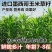 墨西哥玉米草种子高产型牧草种籽四季再生牛羊猪鸡鸭鹅鱼草种