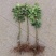 冬蜜梨树苗基地直发南北方均可种植现挖现发保湿发货