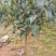 冬蜜梨树苗基地直发南北方均可种植现挖现发保湿发货