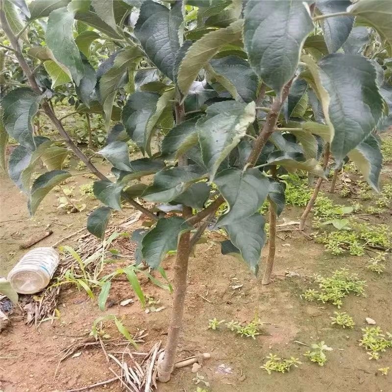 冬蜜梨树苗基地直发南北方均可种植现挖现发保湿发货