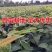 冬蜜梨树苗基地直发南北方均可种植现挖现发保湿发货