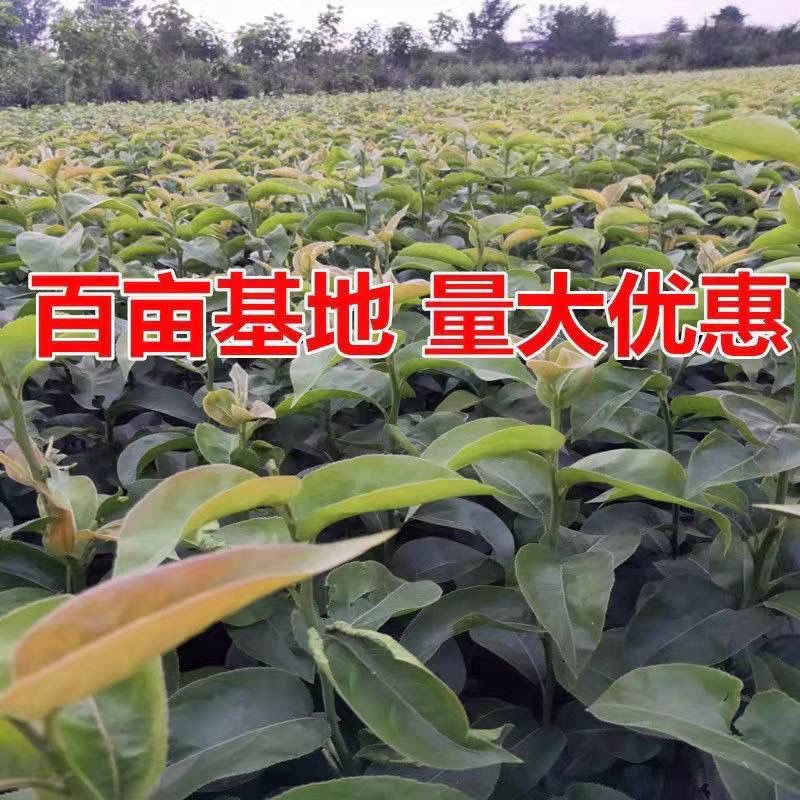 冬蜜梨树苗基地直发南北方均可种植现挖现发保湿发货