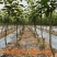 冬蜜梨树苗基地直发南北方均可种植现挖现发保湿发货