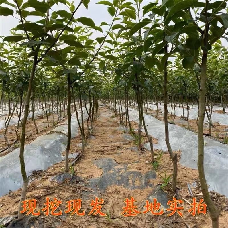 冬蜜梨树苗基地直发南北方均可种植现挖现发保湿发货
