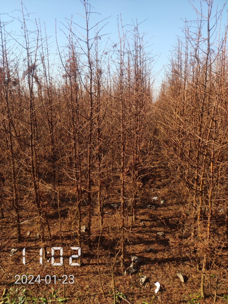 米径2-12公分的水杉，水杉苗，杉树，大量供应