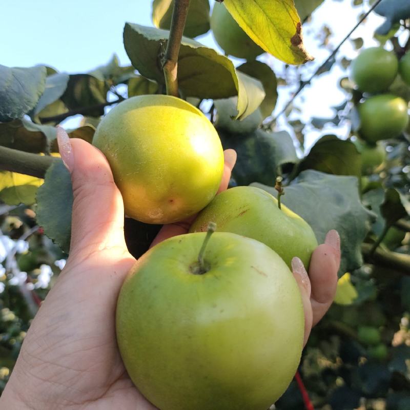 苹果枣/奶油枣口感好品质保证量大从优支持视频看货