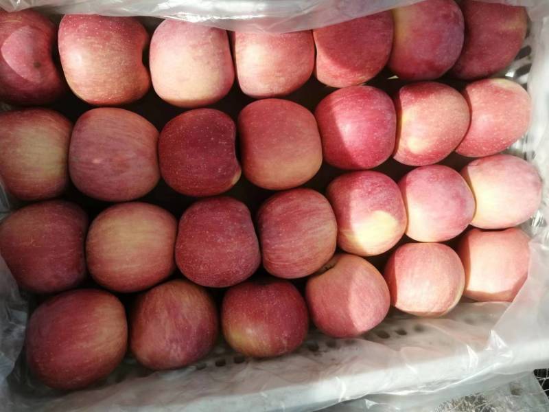 河北红富士大量上市口感脆甜品质高价格美可视频看货