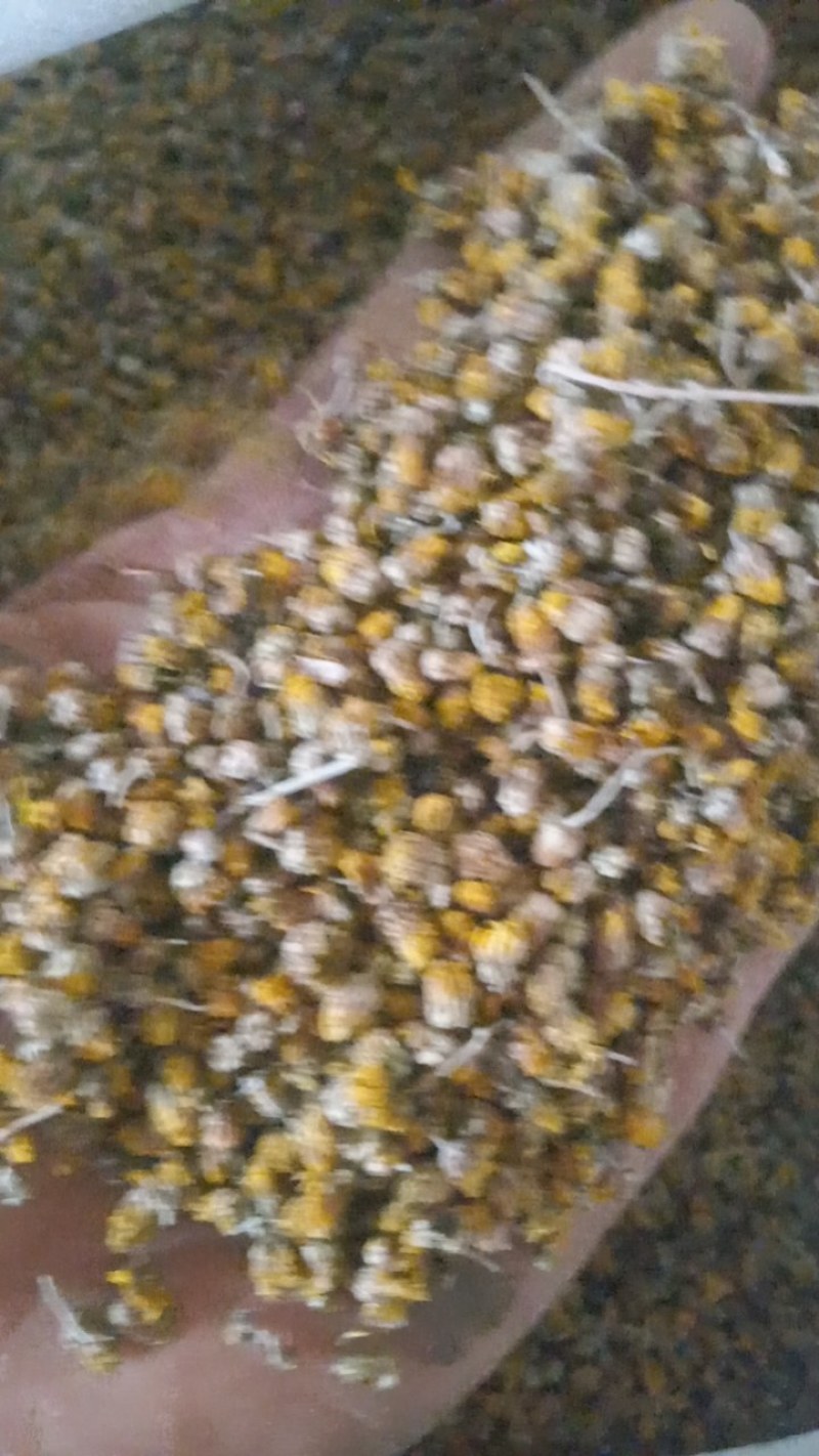 野菊花