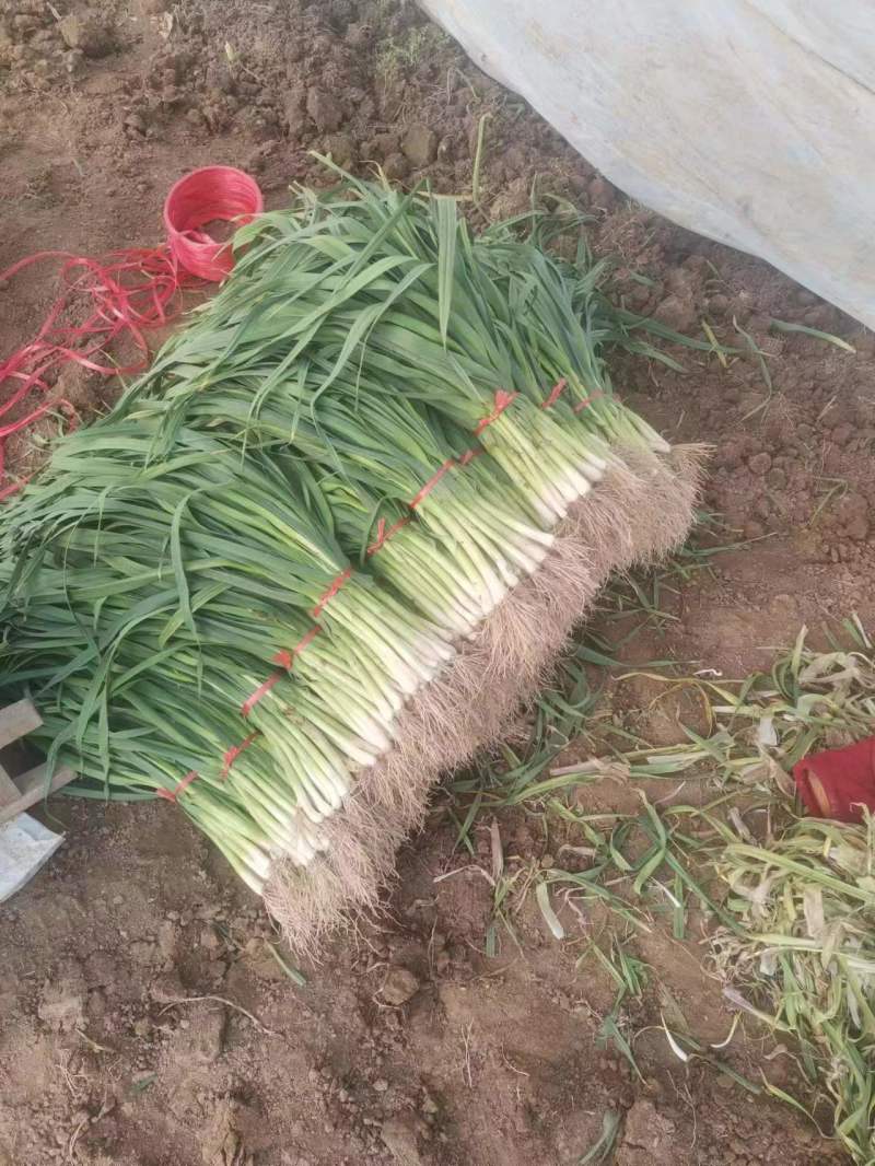 大棚扒皮蒜苗大量现货欢迎各位老板下单
