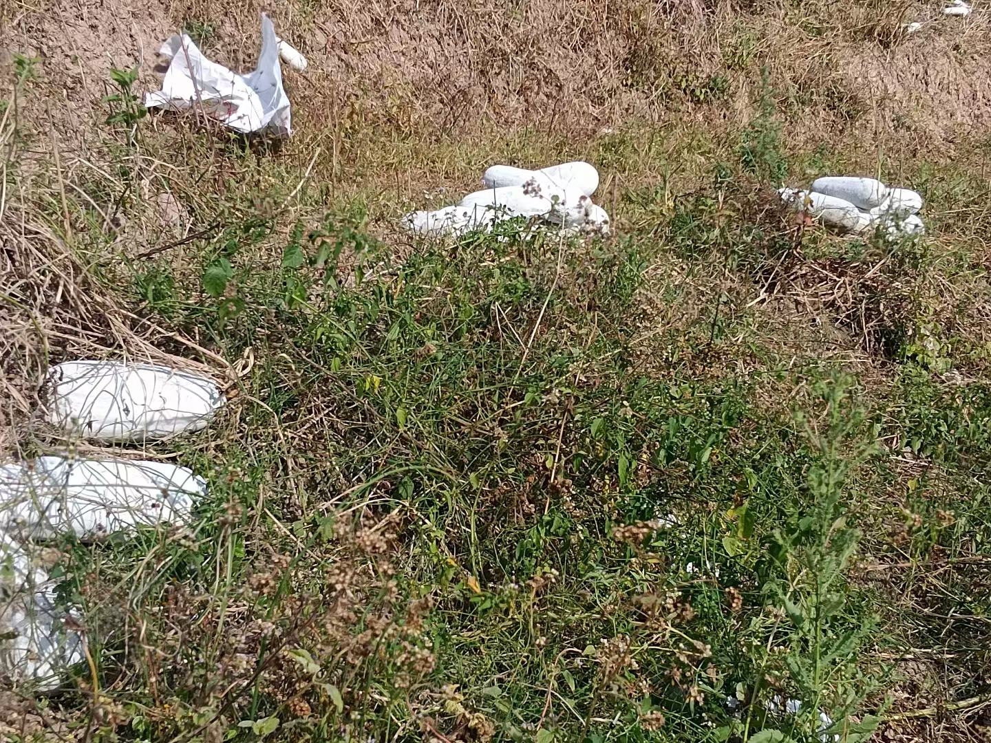 农民正在冬瓜地里使用喷雾器均匀喷洒除草剂,背景为整齐排列的冬瓜植株 除草剂喷洒作业现场