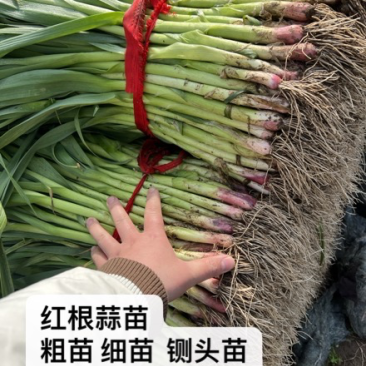 禹州红根蒜苗，红根蒜苗主产区，根红叶绿不加心