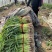 禹州红根蒜苗，红根蒜苗主产区，根红叶绿不加心
