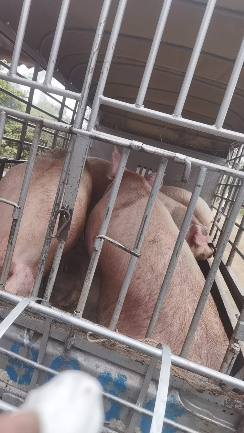 求外三肥猪240+++310