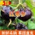 一件代发全国发货果园直发,欢迎电商团购咨询合作。