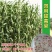 牧草种子南北方型大力士甜高粱饲用甜高粱牛羊鱼草籽进口种子
