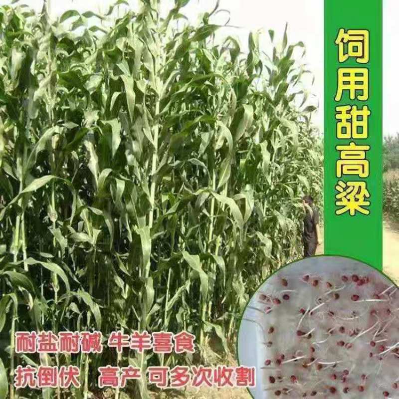 牧草种子南北方型大力士甜高粱饲用甜高粱牛羊鱼草籽进口种子