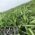 牧草种子南北方型大力士甜高粱饲用甜高粱牛羊鱼草籽进口种子