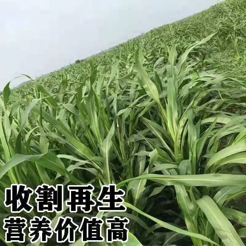 牧草种子南北方型大力士甜高粱饲用甜高粱牛羊鱼草籽进口种子