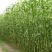 牧草种子南北方型大力士甜高粱饲用甜高粱牛羊鱼草籽进口种子